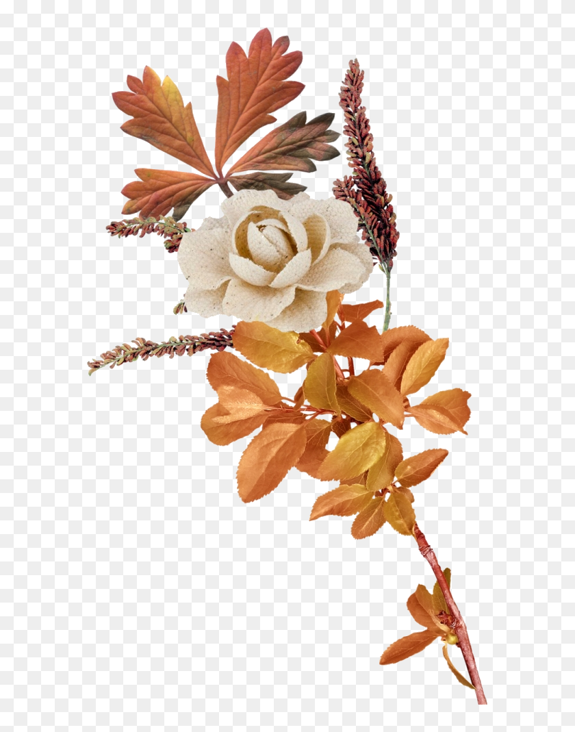 Autumn Flower Images In Png, Transparent Png - 585x989 (#3741963) - PinPng