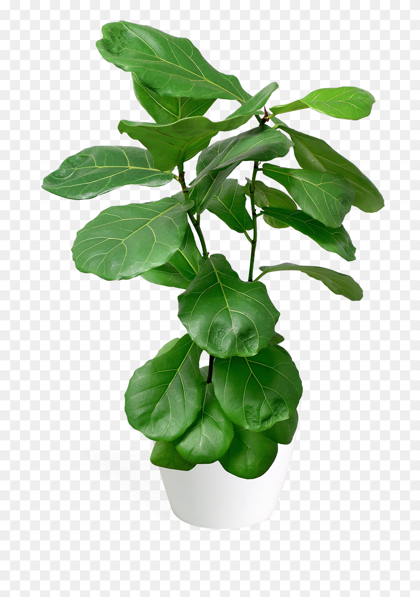 Ficus Lyrata X Small Bush - Fig Trees, HD Png Download - 700x1113 ...