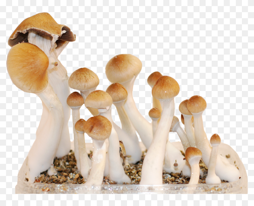 Голден тичер. Кубенсис Стрейн. Волшебные грибы кубенсис. Golden teacher Mushrooms.