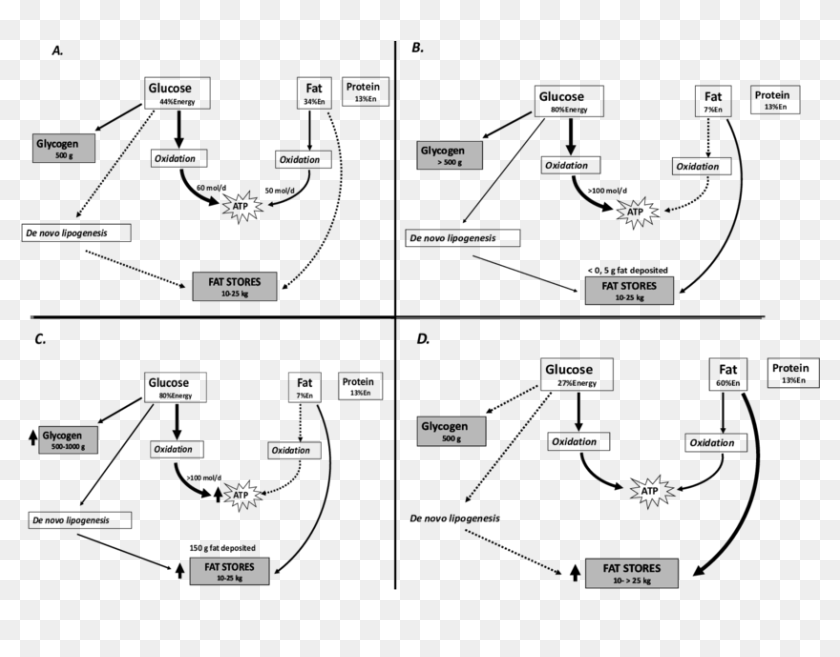 Metabolic Fate Of Carbohydrates And Fats After Meals - Metabolic Fate ...