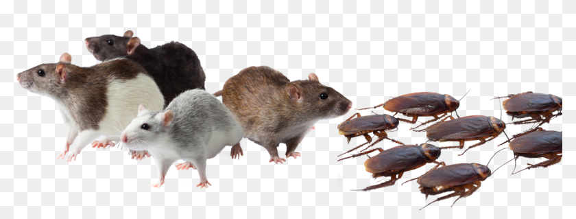 Bugs Pest Control Mice Rats Roaches Spiders Ants Scorpions Mice And