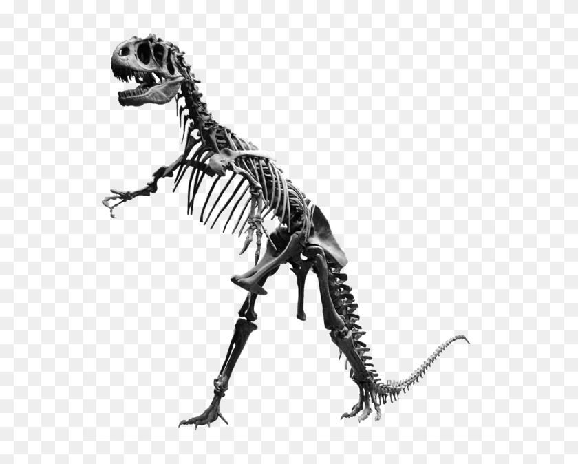 Esqueleto Do Allosaurus , Png Download - Allosaurus Skeleton Png ...