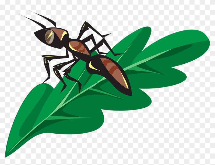 Ant Vector Graphics - Ant On A Leaf, HD Png Download - 960x692 ...