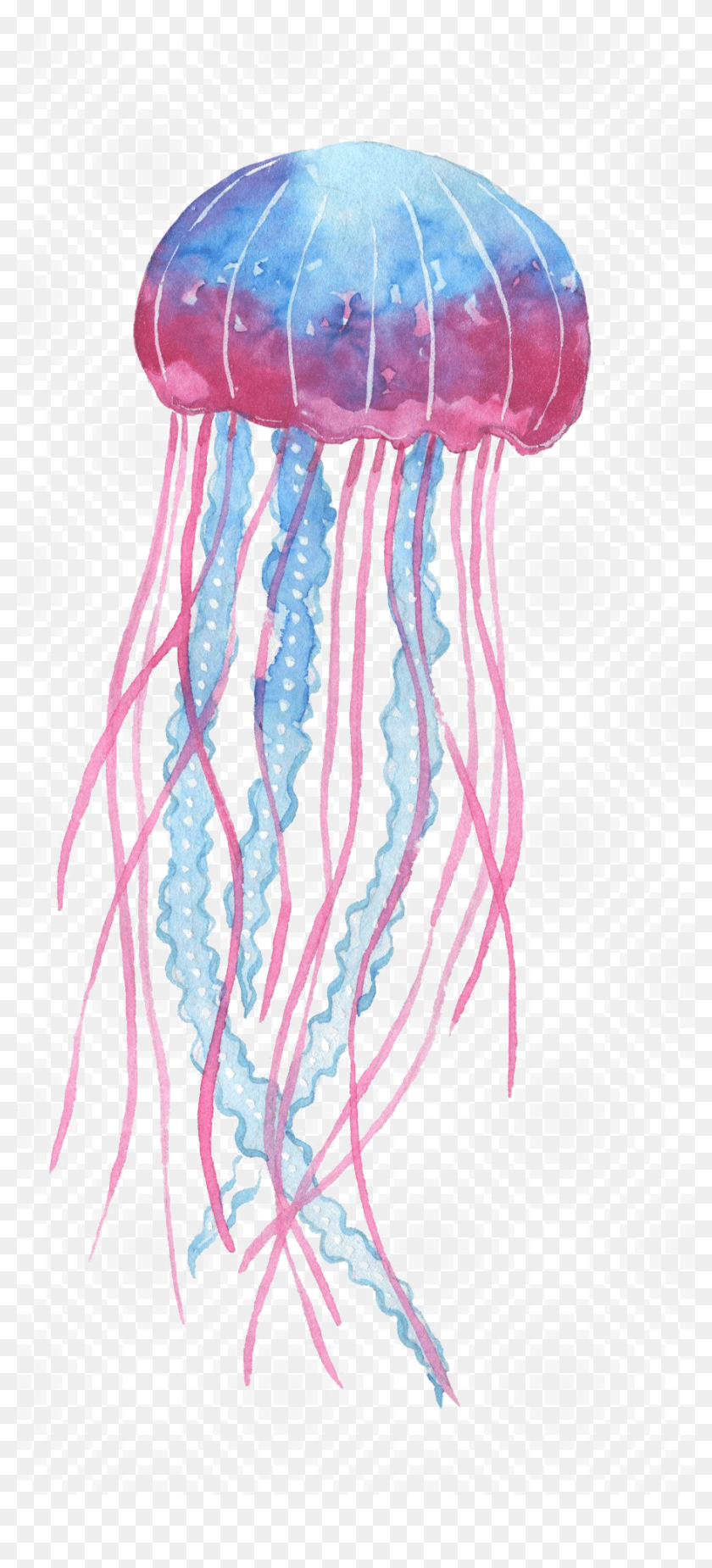 Transparent Background Jelly Fish Png, Png Download - 900x1940 ...