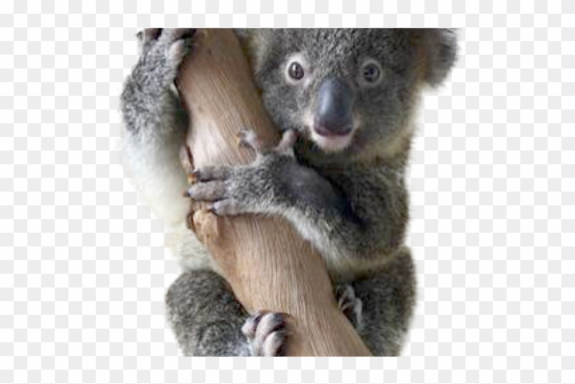 Koala Clipart Wildlife Biology Koala Hd Png Download 640x480 Pinpng