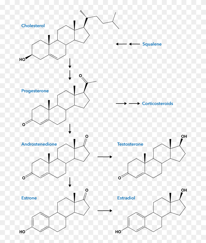 Biosynthesis Of Sex Hormones From Cholesterol Cholesterol C25h38n2