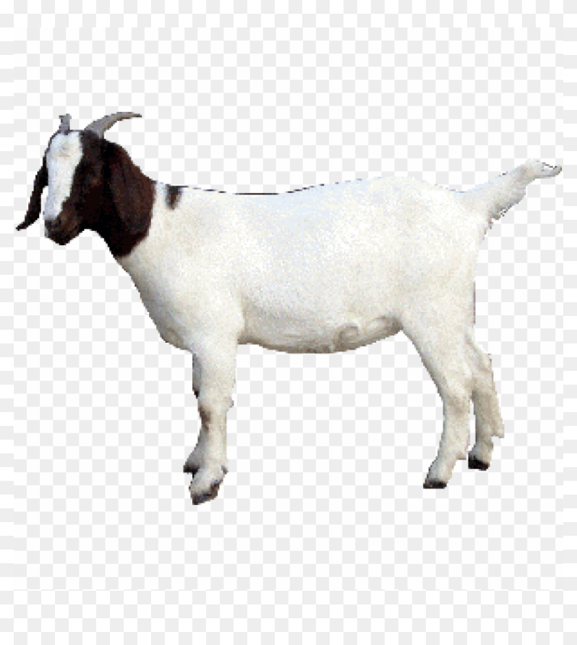 Free Png Goat Png Image With Transparent Background - Got Animal Image ...
