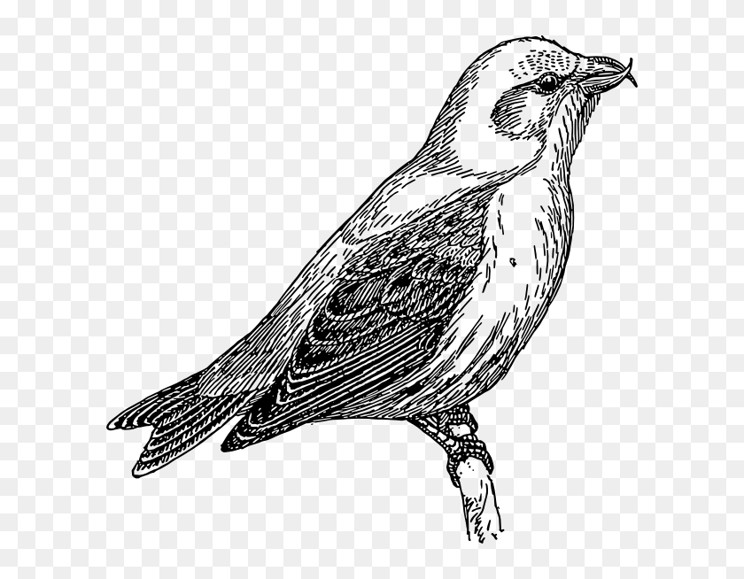 Cuckoo Clipart Black And White, HD Png Download - 600x574 (#3962211 ...