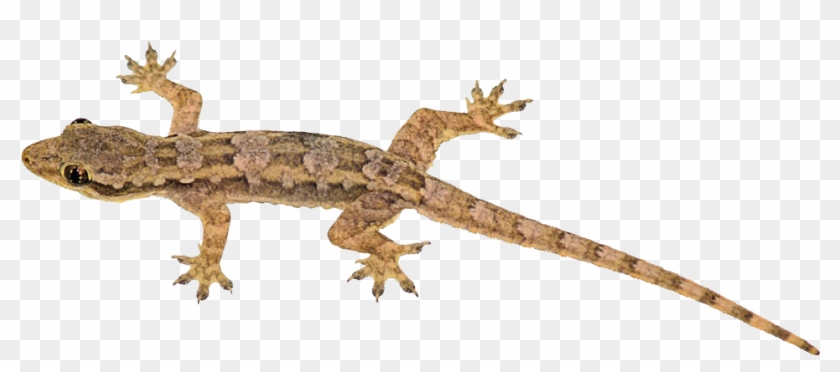 Lizard Png Transparent Image - Transparent Background Lizard Png, Png ...