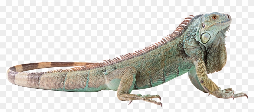 Download - Iguana With Transparent Background, HD Png Download ...