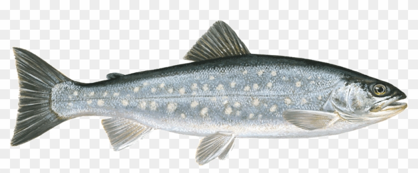 Arctic Char Salvelinus Alpinus Bon - Sjø Røye, HD Png Download ...