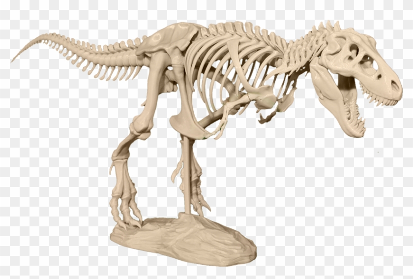 T Rex Dinossauro Esqueleto - Imagens grátis no Pixabay - Pixabay