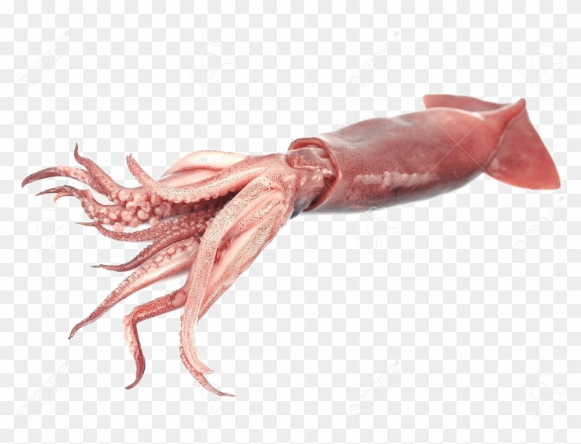 Giant Squid Transparent Png - Giant Squid White Background, Png ...