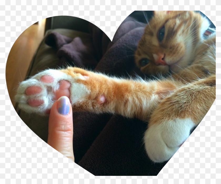 Save The Paw Declawed Vs Non Declawed Cat, HD Png Download