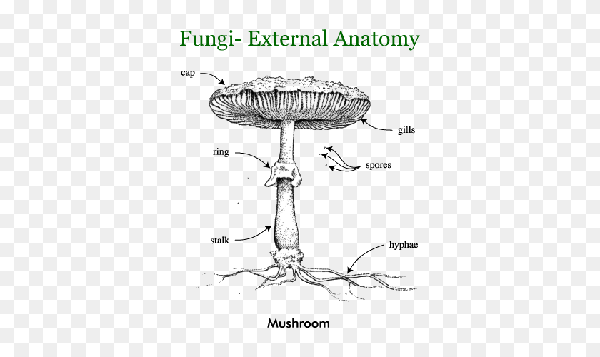 Mushroom Anatomy. Грибы анатомия и физиология. Fungi Anatomy. Базидиомицеты рисунок.