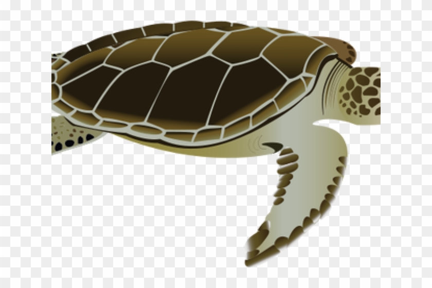 Flatback Turtle, HD Png Download - 640x480 (#420716) - PinPng