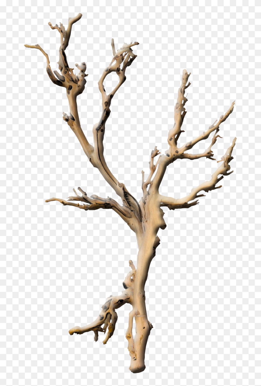 Branche Arbre Png - Branch, Transparent Png - 800x1309 (#4266852) - PinPng