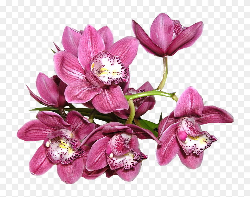 Orquidea Rosa Png - Orchid Png, Transparent Png - 740x720 (#4266991 ...