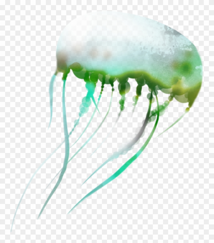 Jellyfish Sticker - Macro Photography, HD Png Download - 1024x1024 ...