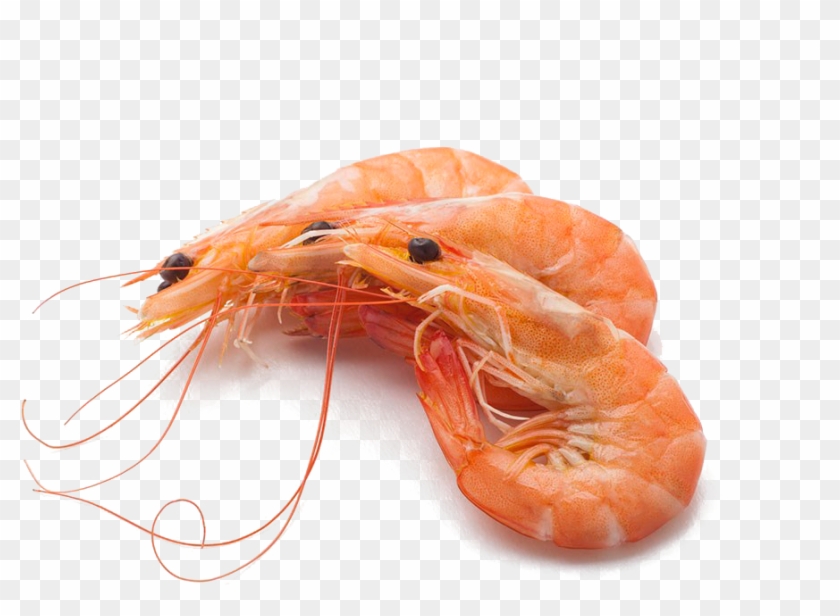 Shrimp Free Png Image - Shrimps Png, Transparent Png - 1024x683 ...