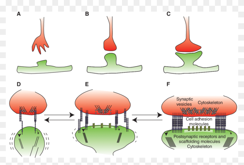 Different Stages Of Synapse Formation - Synapse Formation, HD Png ...