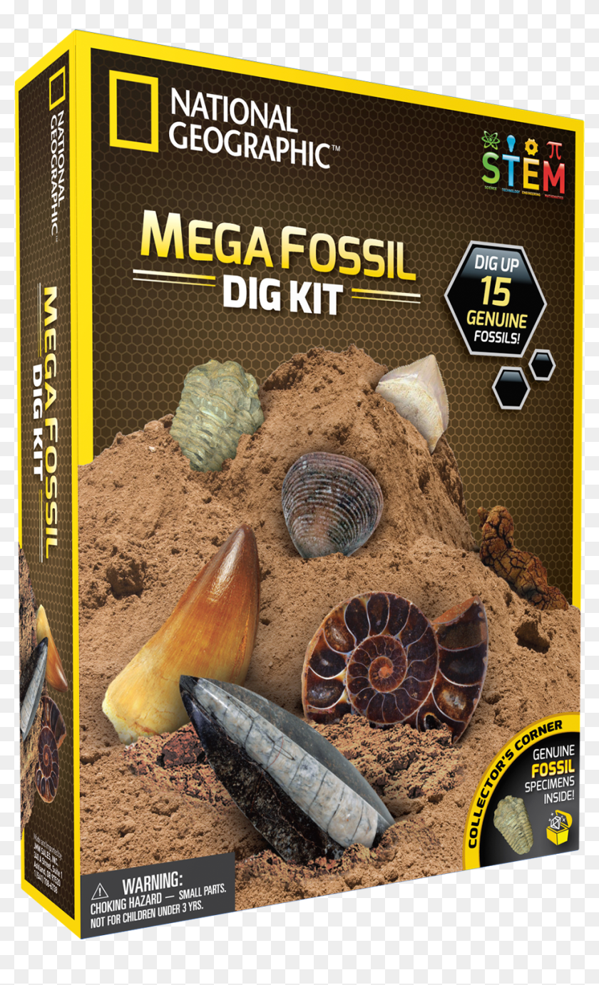 real fossil digging kit