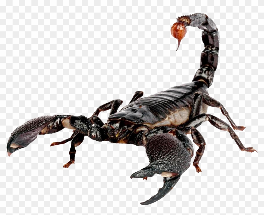 Free Png Download Scorpion Png Images Background Png - Transparent ...