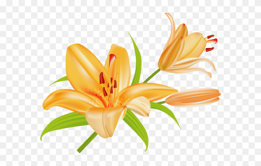 Clip Art Of Beautiful Tropical Flowers - Lily Vector, HD Png Download ...