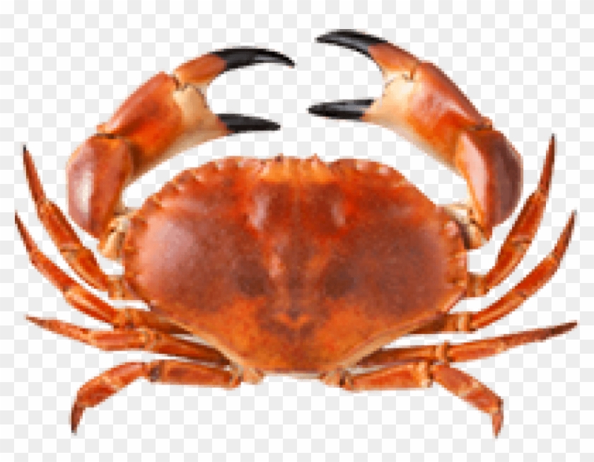 Free Png Download Crab Png Images Background Png Images - Once You See ...