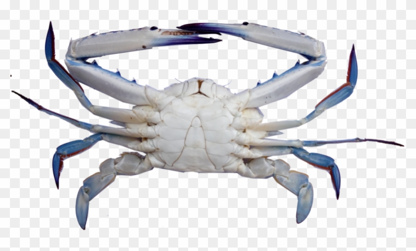 Species - - Blue Swimming Crab In Indonesia, HD Png Download - 800x474 (#476701) - PinPng