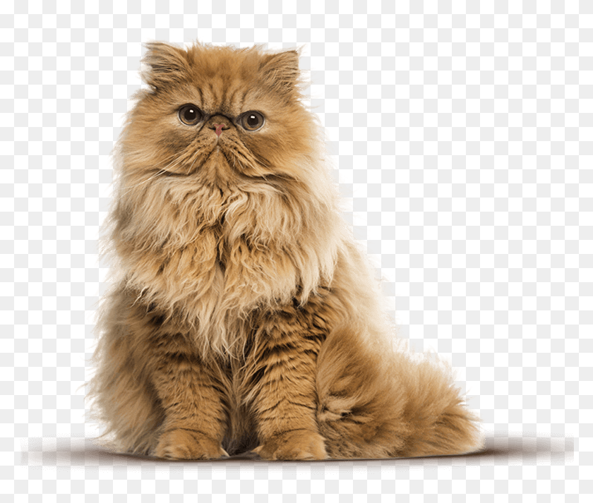 Banner - Orange Persian Cat, HD Png Download - 800x663 (#4830259) - PinPng