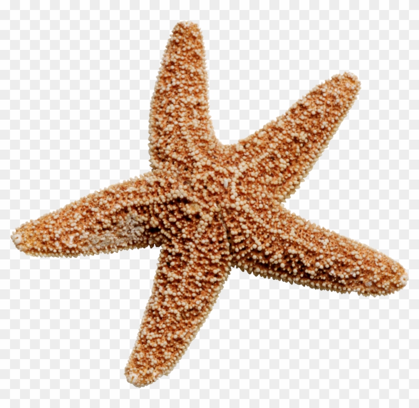 Starfish Png, Transparent Png - 800x738 (#490362) - PinPng