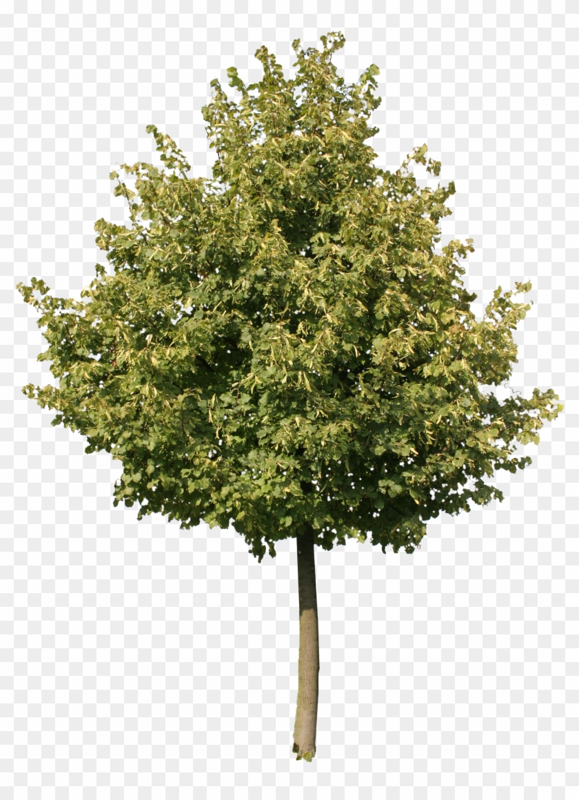 Young Oak Tree Png, Transparent Png - 2304x3456 (#491814) - PinPng