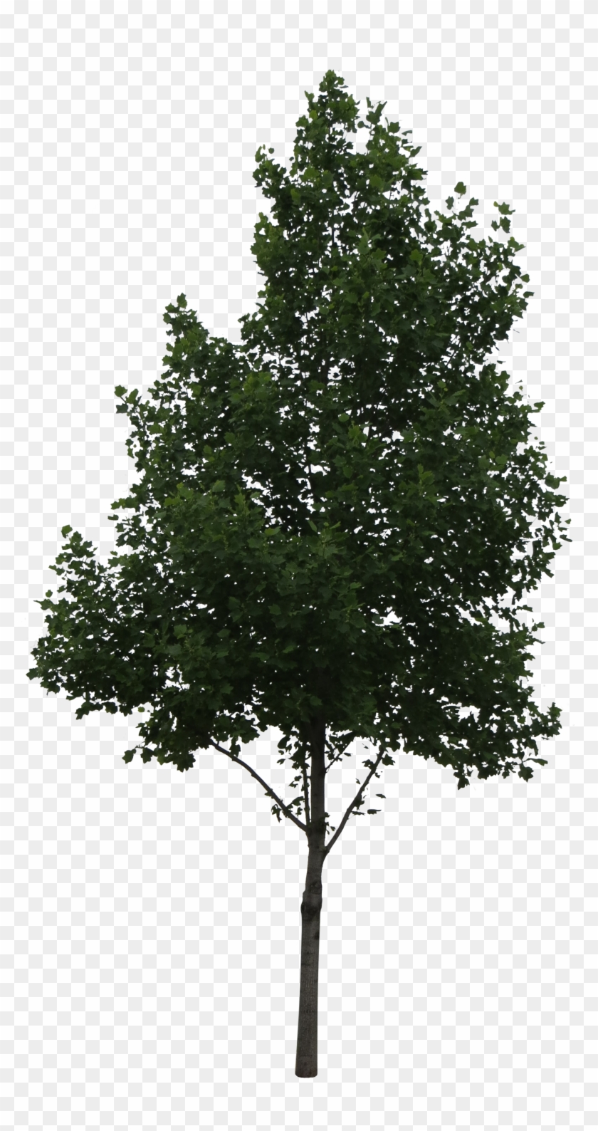 Oak Tree Png - Tree Perspective View Png, Transparent Png - 1763x3250 ...