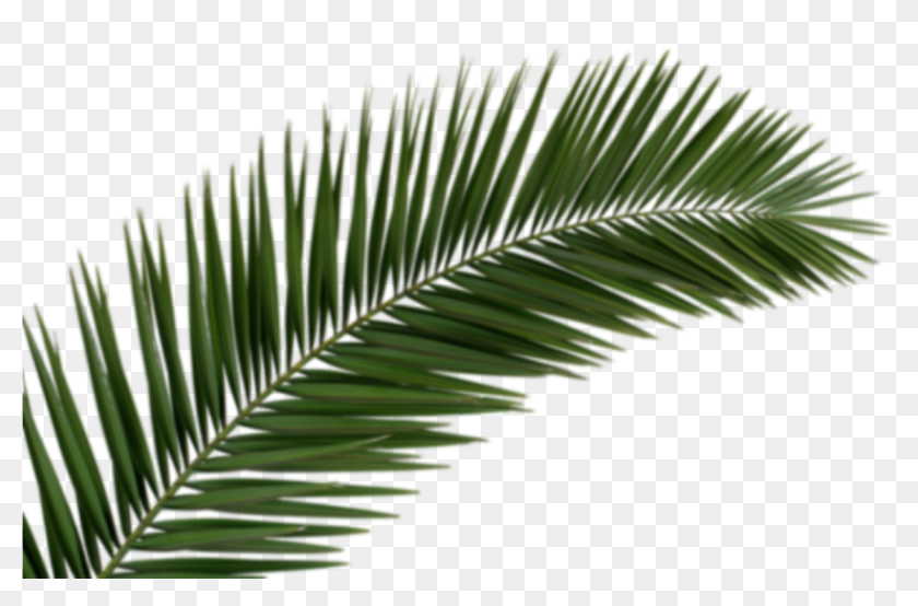 Palm Trees Leafs Png, Transparent Png - 1267x845 (#4988828) - PinPng