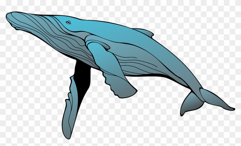 Clipart Whale Public Domain - Humpback Whale Clipart, HD Png Download ...