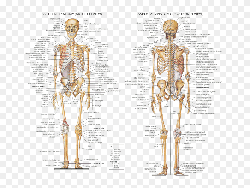 53+ Bone Diagram Labeled - KainWhitney