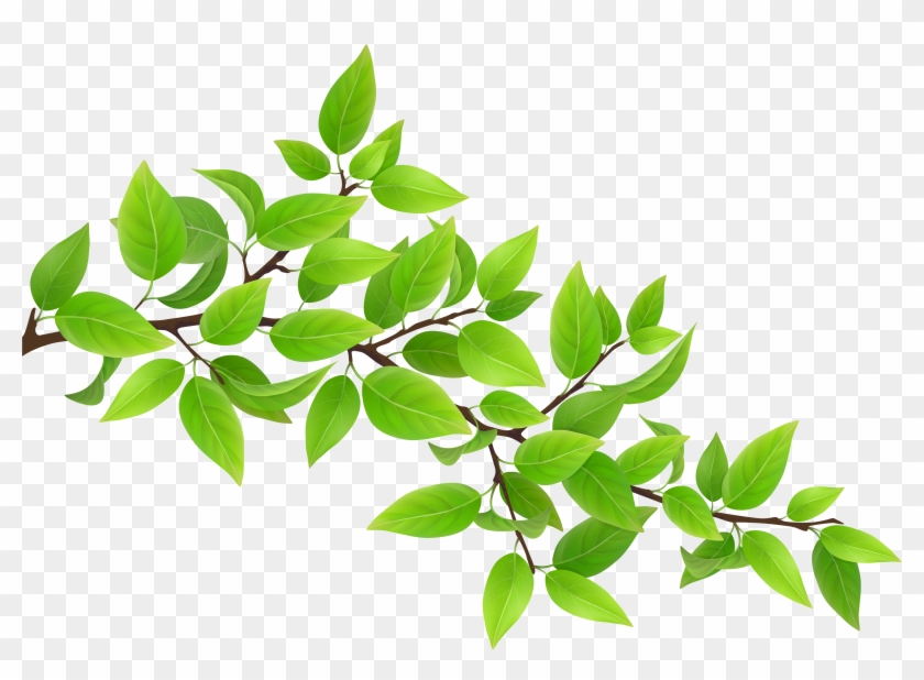 Green Leaves Png, Transparent Png - 7000x4833 (#514646) - PinPng