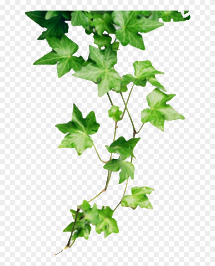 Free Icons Png - Poison Ivy Cartoon Plant, Transparent Png - 1000x1000 ...