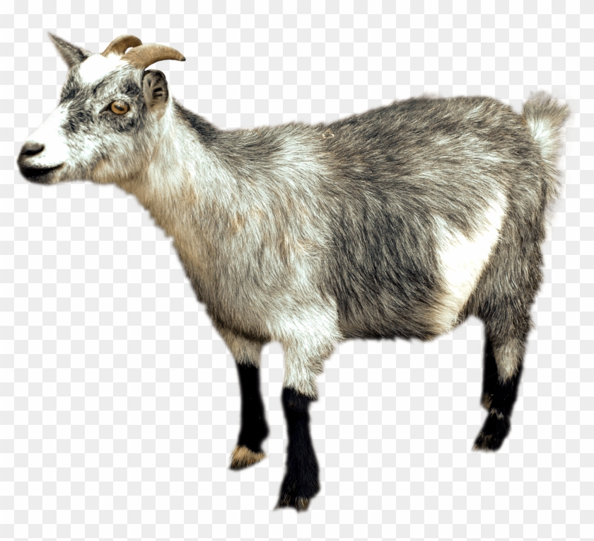 Animals - Goats - Mountain Goat Png, Transparent Png - 1786x1540 ...