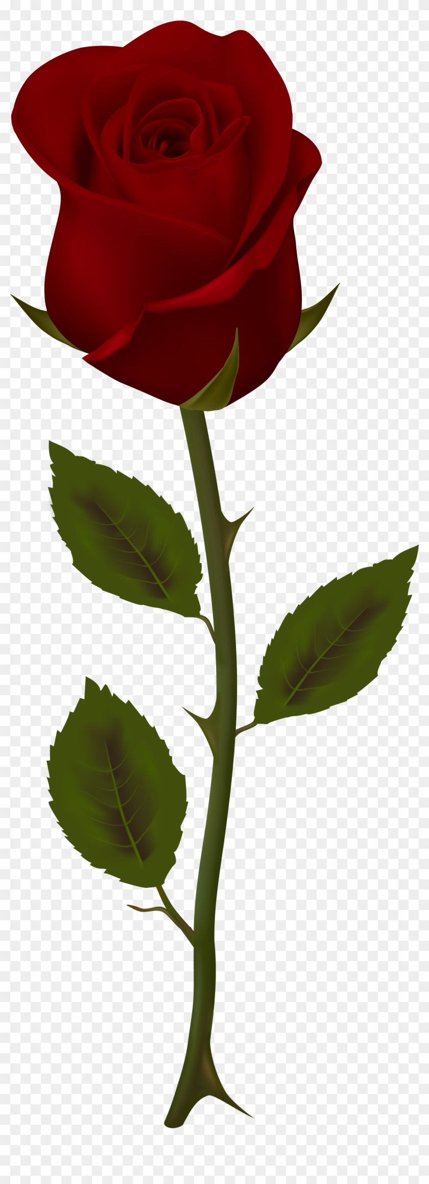 Dark Red Rose Transparent Png Clip Artu200b Gallery - Clip Art Red