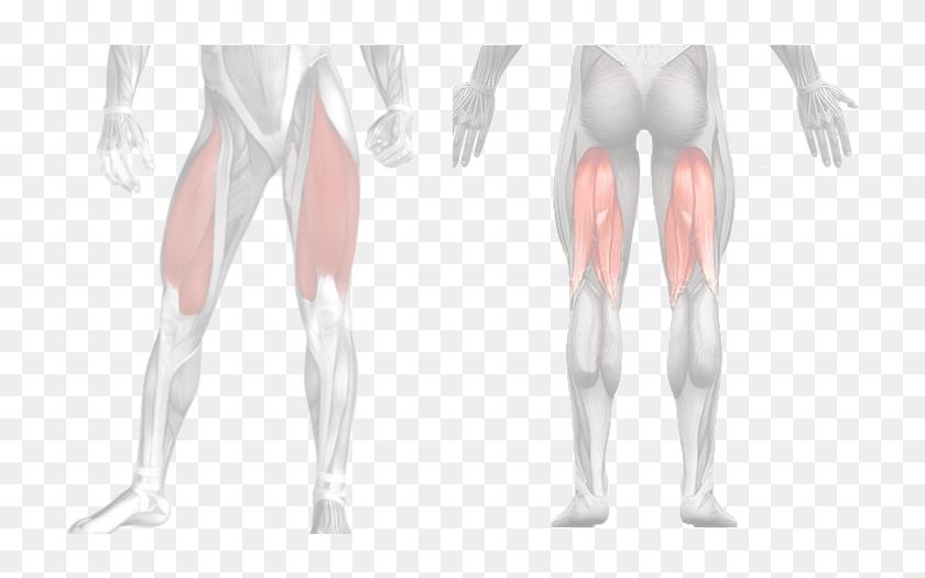 Muscles-cuisses - Tights, HD Png Download - 753x453 (#5231134) - PinPng