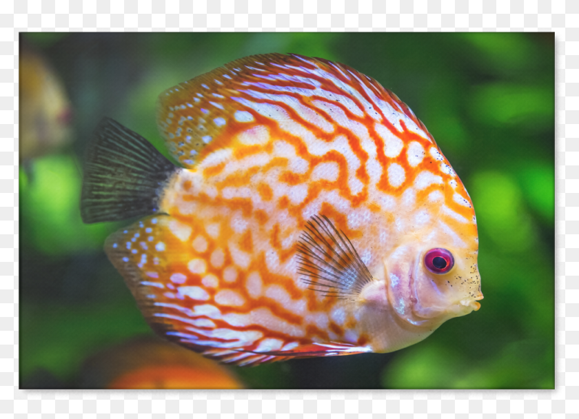 Beautiful Realistic Design Of An Orange Discus Fish - Discus Fish, HD ...