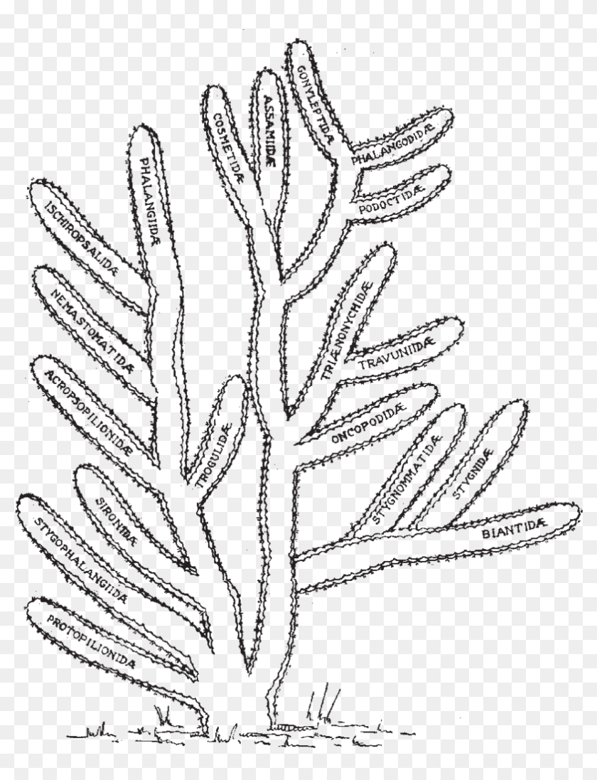 Drawing Cactus Texture - Drawing, HD Png Download - 803x1017 (#5317205 ...