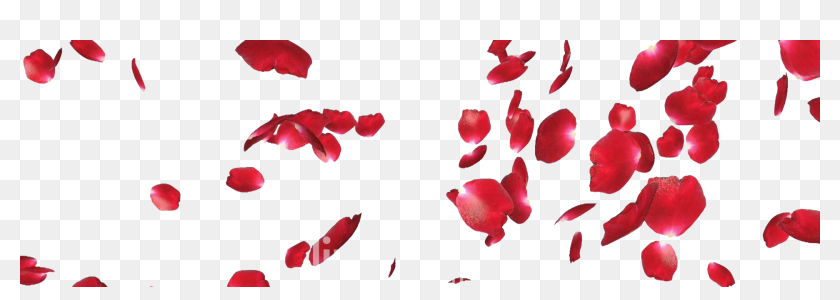 Rose Flowers Falling , Png Download - Rose Flower Falling Png, Transparent  Png - 1920x595 (#5413733) - PinPng