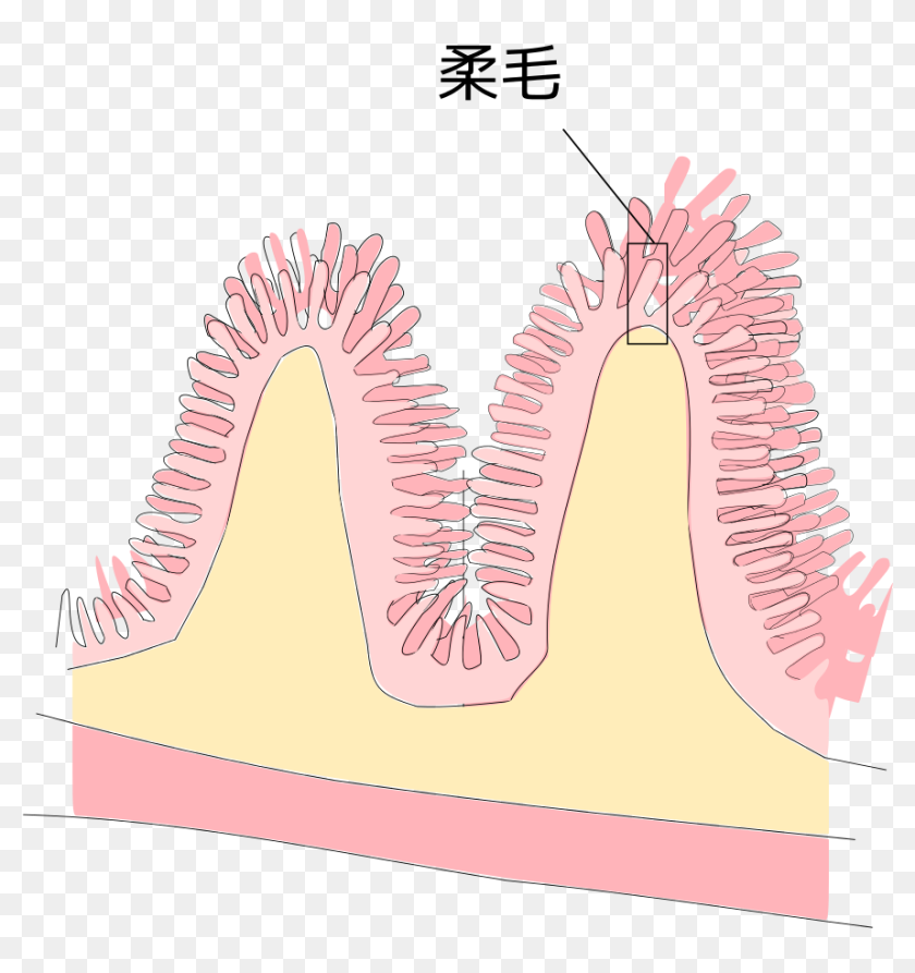 Small Intestine And Villus Jp Villi In Small Intestine Diagram Hd Png Download 1024x1024 Pinpng