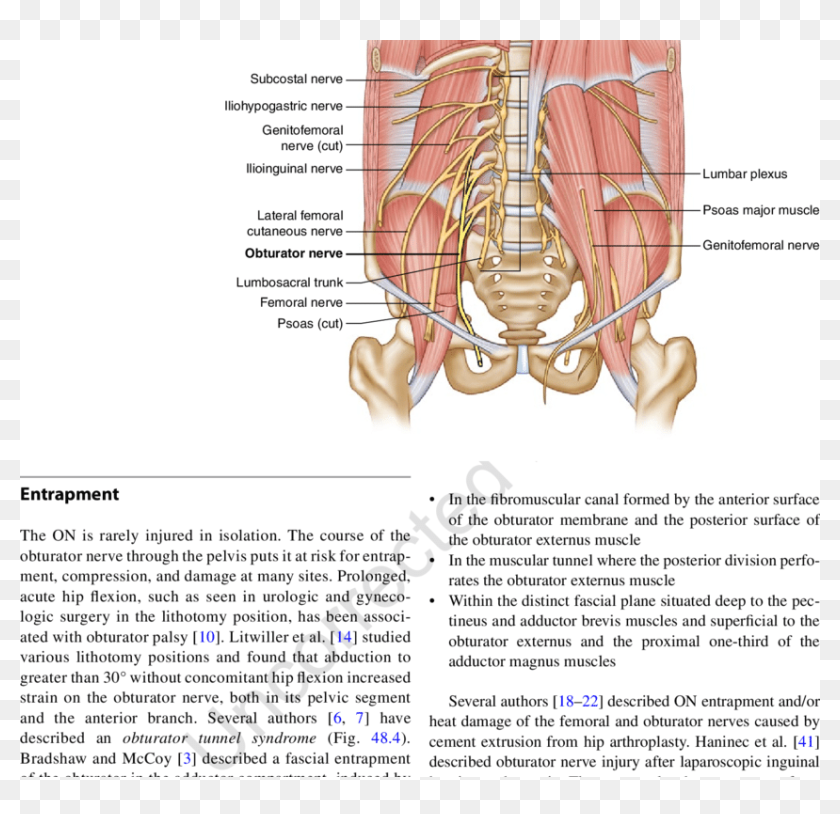 2 Anatomy Of The Pelvic Nerves 48 Obturator Nerve Entrapment - Psoas 