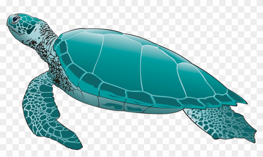 Turtle Png Pic - 바다 거북 일러스트, Transparent Png - 960x541 (#556176) - PinPng