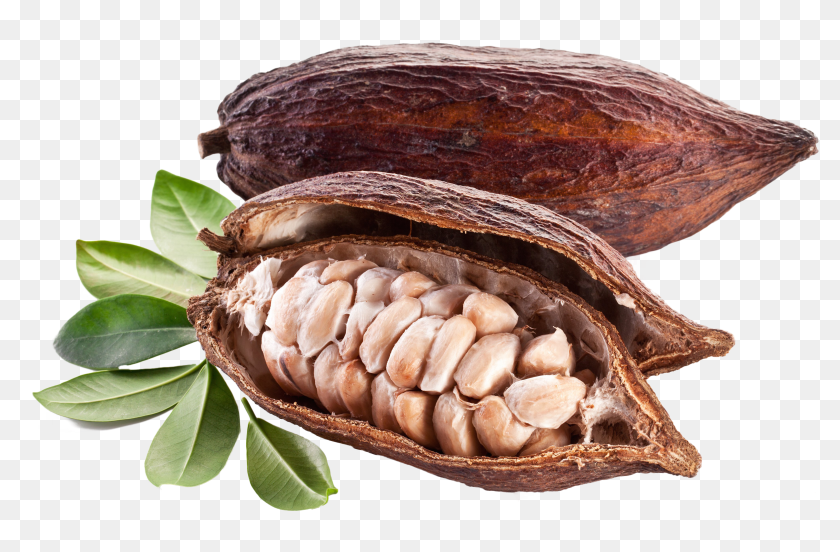 Cacao With Bones - Cocoa Pods And Beans, HD Png Download - 4094x2663 ...