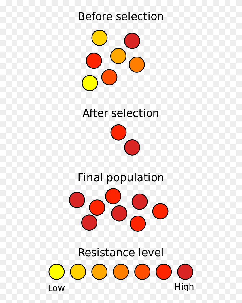 Final selection. Natural selection Biology. Natural selection in Biology. Selection. Stages of population in bacteria.